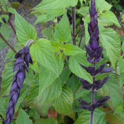 Sauge Amistad ® - Leaderplant