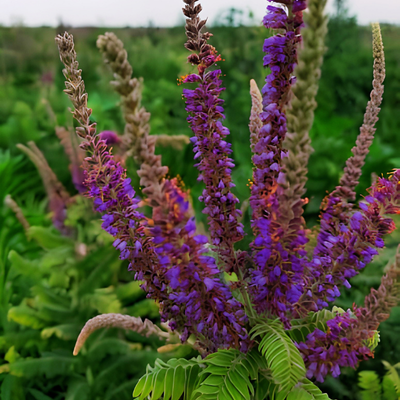 Faux-indigo gris – Amorphe  - Leaderplant