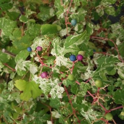 Vigne vierge colorée - Ampelospis élégante - Leaderplant