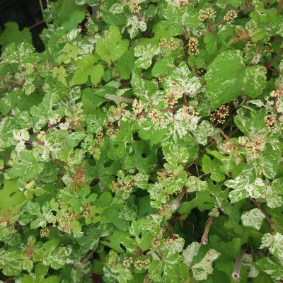 Vigne vierge colorée - Ampelospis élégante - Leaderplant