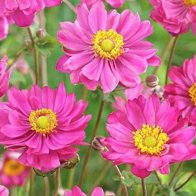 Anémone du Japon rose 'Pamina' - Vente en ligne de plants de Anémone du  Japon rose 'Pamina' pas cher | Leaderplant