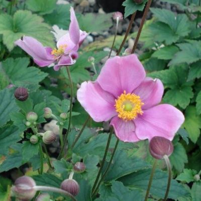 Anémone du Japon September Charm - Leaderplant