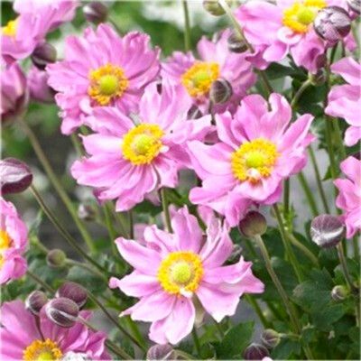 Anémone du Japon Fantasy Pocahontas ® - Leaderplant