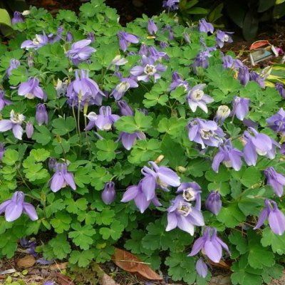 Ancolie naine Ministar - Leaderplant