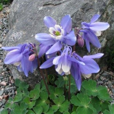 Ancolie naine Ministar - Leaderplant