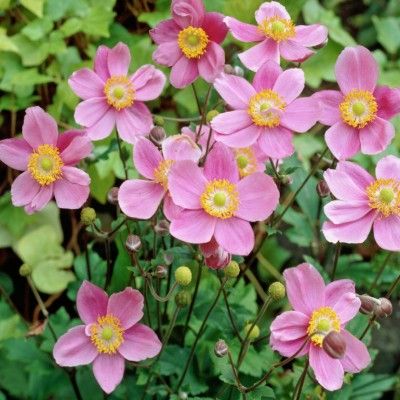 Anémone du Japon September Charm - Leaderplant