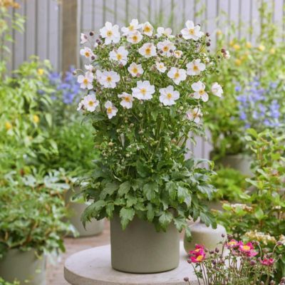 Anémone du Japon Fantasy Elsa ® - Leaderplant