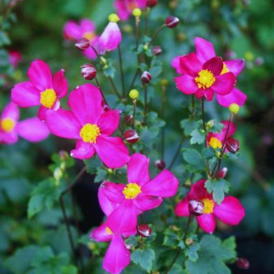 Anémone du Japon Fantasy Red Riding Hood ® - Leaderplant