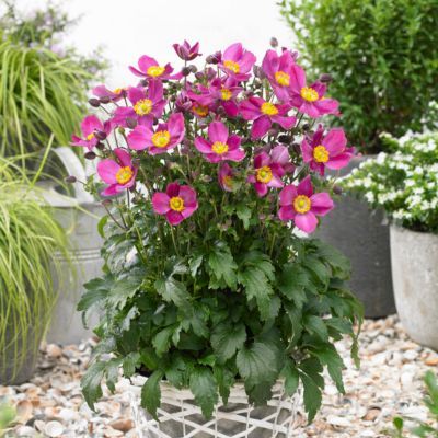 Anémone du Japon Fantasy Red Riding Hood ® - Leaderplant