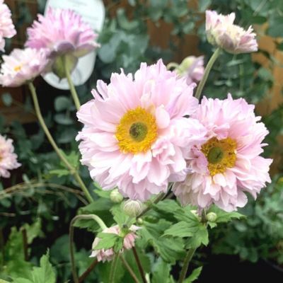 Anémone Frilly Knickers ® - Leaderplant