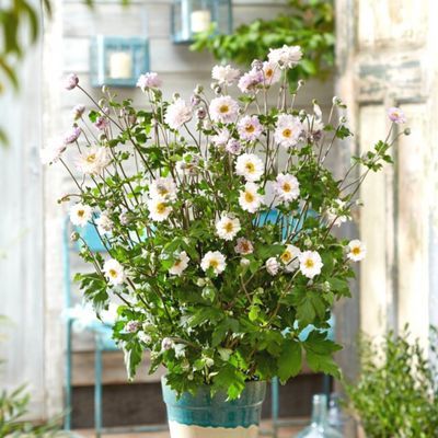 Anémone Frilly Knickers ® - Leaderplant