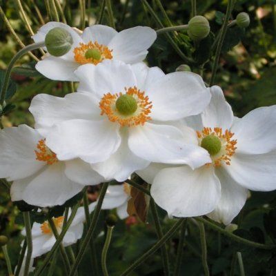 Anémone du Japon blanche 'Honorine Jobert' - Vente en ligne de plants de  Anémone du Japon blanche 'Honorine Jobert' pas cher | Leaderplant