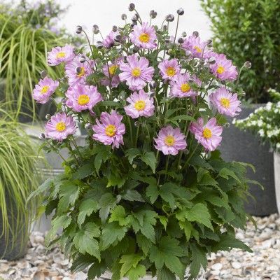 Anémone du Japon Fantasy Pocahontas ® - Leaderplant