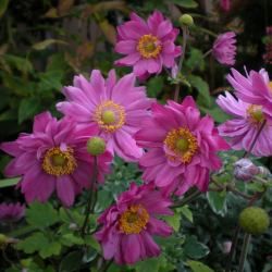 Anémone du Japon rose Pamina - Leaderplant