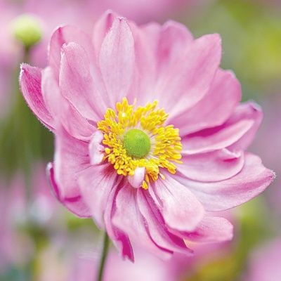 Anémone Pretty Lady Emily - Leaderplant