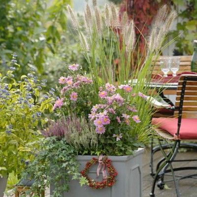 Anémone Pretty Lady Emily - Leaderplant