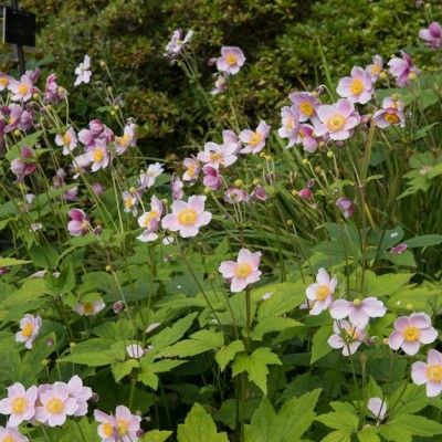 Anémone du Japon September Charm - Leaderplant