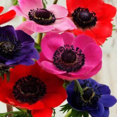 Anémones de Caen simple en mélange (15 bulbes) - Leaderplant