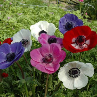 Anémones de Caen simple en mélange (15 bulbes) - Leaderplant