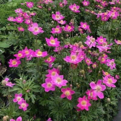 Anémone Spring beauty ® Pink - Leaderplant