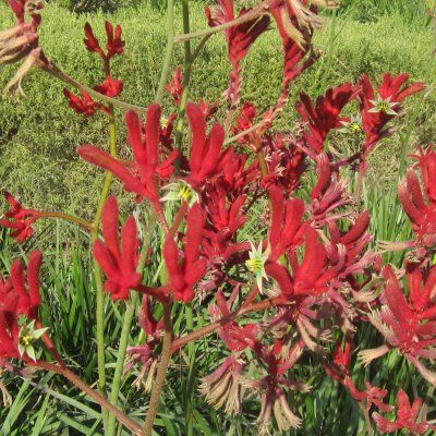 Anigozanthos Patte de kangourou 'Everlasting Red' ® - Leaderplant