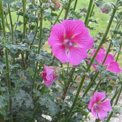 Lavatère El Rayo - Mauve du Cap - Leaderplant