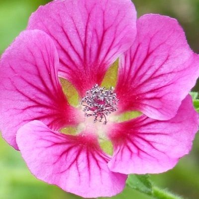 Lavatère El Rayo - Mauve du Cap - Leaderplant