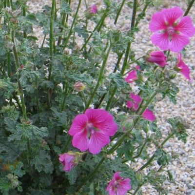Lavatère El Rayo - Mauve du Cap - Leaderplant