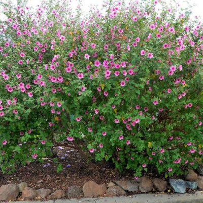 Lavatère Elegans Princess ® - Mauve du Cap - Leaderplant