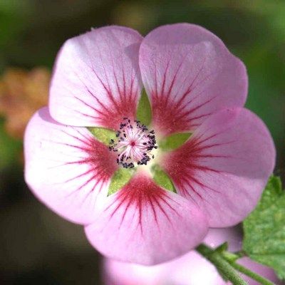 Lavatère Cristal Rose - Mauve du Cap - Leaderplant