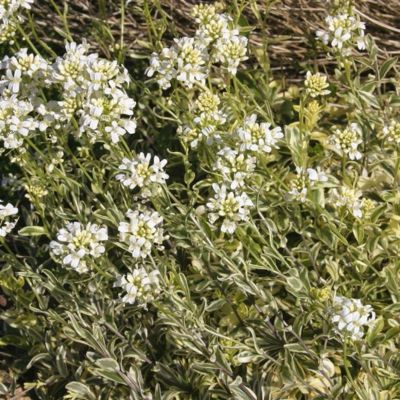 Arabette panachée - Leaderplant