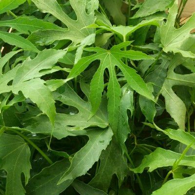 Aralia Green Fingers ® - Fatsia - Leaderplant