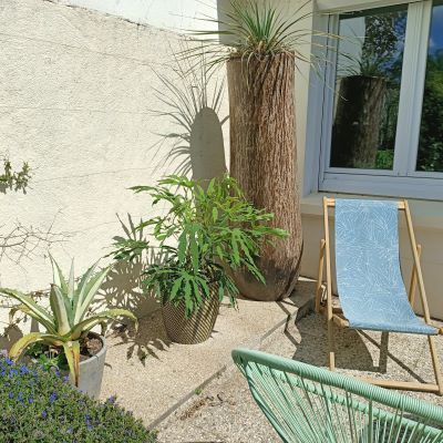 Aralia Green Fingers ® - Fatsia - Leaderplant