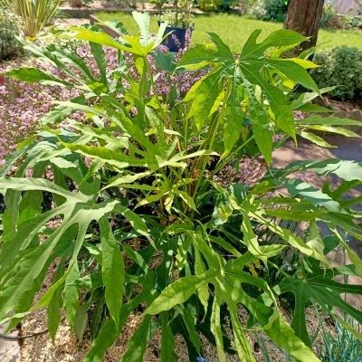 Aralia Green Fingers ® - Fatsia - Leaderplant