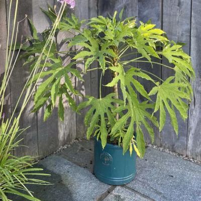 Aralia Green Fingers ® - Fatsia - Leaderplant