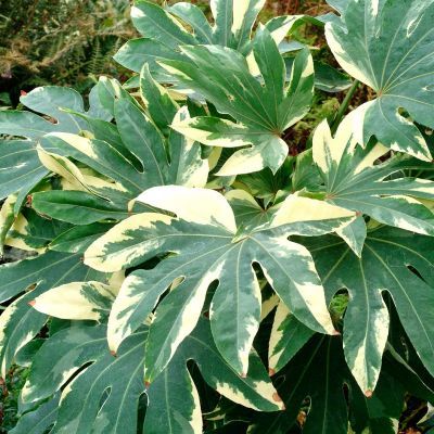 Aralia du japon panaché  - Leaderplant