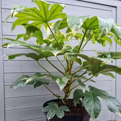 Aralia du japon panaché  - Leaderplant