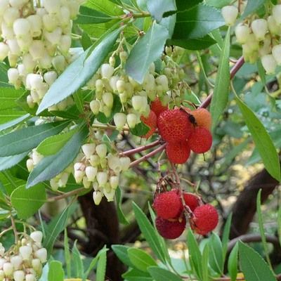 Arbousier Compacta - Arbre aux fraises Compacta - Leaderplant