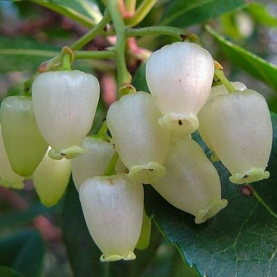 Arbousier de bouture - Arbre aux Fraises - Leaderplant