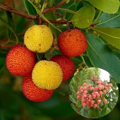 Arbousier Rose - Arbre aux fraises Rose - Leaderplant