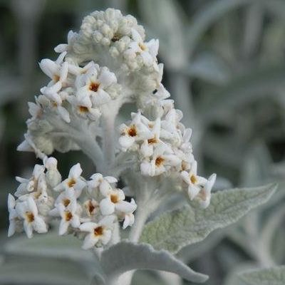 Arbre à papillons Silver Anniversary - Leaderplant