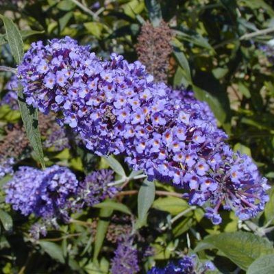 Arbre à papillons Nanho Blue - Leaderplant