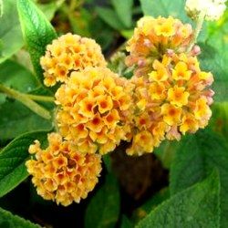 Arbre à papillons jaune Sungold - Leaderplant