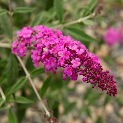 Arbre à papillons nain Dark Pink ® - Leaderplant