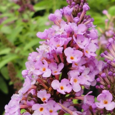 Arbre à papillons nain Tutti Frutti ® - Leaderplant