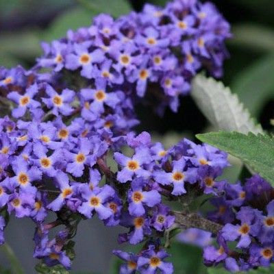 Arbre à papillons nain Blue Heaven ® - Leaderplant