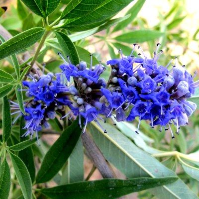 Gattilier - Arbre au poivre - Leaderplant