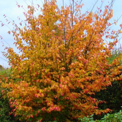 Arbre de fer Vanessa - Leaderplant