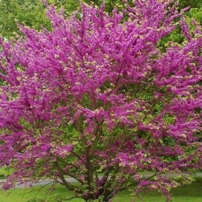Arbre de Judée - Cercis - Leaderplant