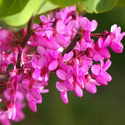 Arbre de Judée - Cercis - Leaderplant